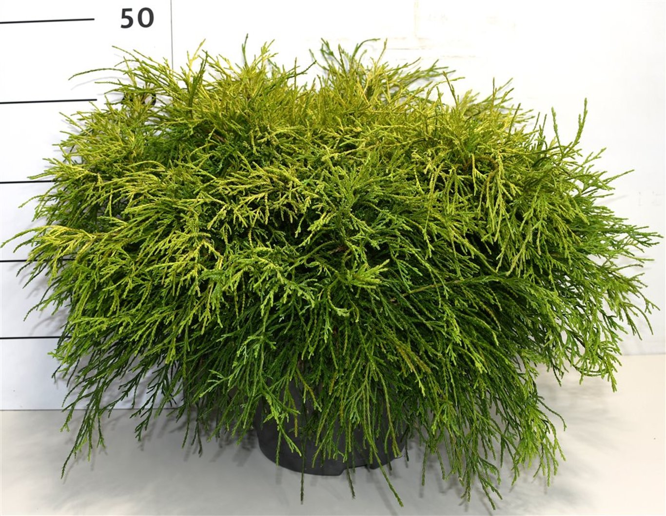 Chamaecyparis pis. Sungold 40cm 26cm Pot