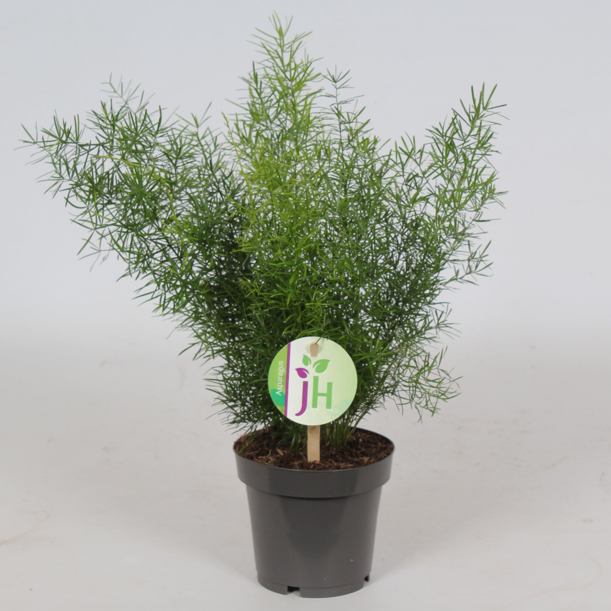 Asparagus Sprengeri 30cm 12cm Pot