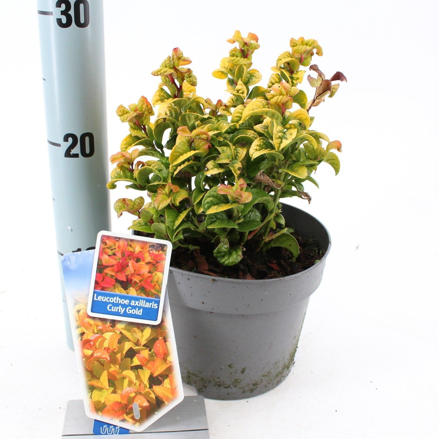 Leucothoe Curly Gold 25cm 17cm Pot