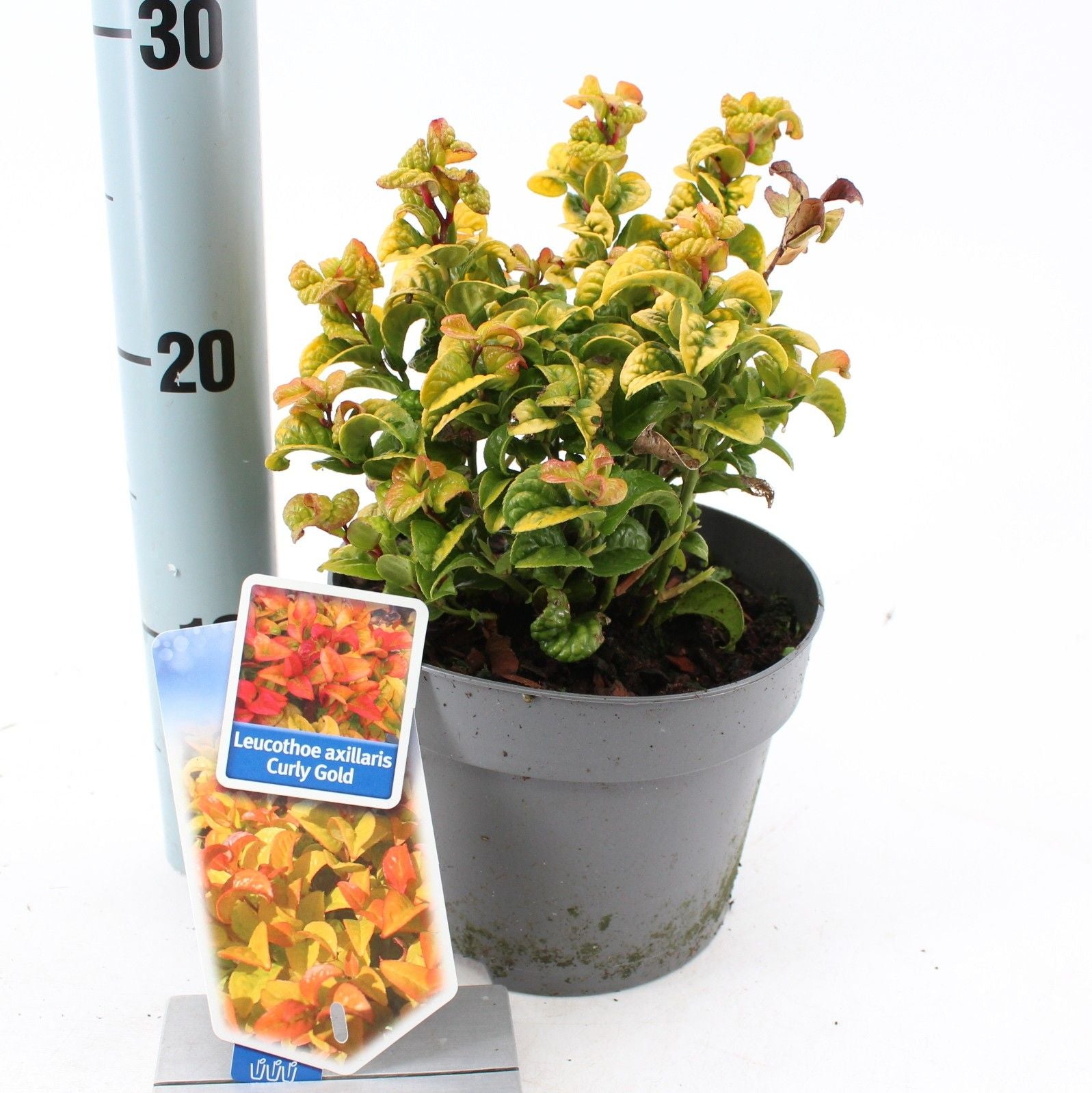 Leucothoe Curly Gold 25cm 17cm Pot