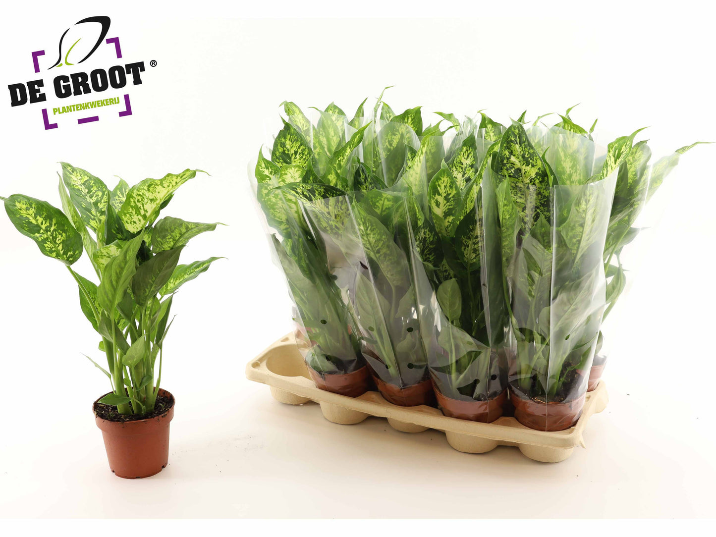 Dieffenbachia Compacta 48cm 12cm Pot