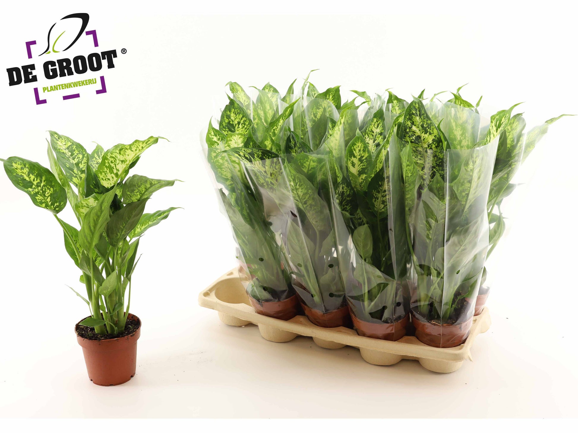 Dieffenbachia Compacta 48cm 12cm Pot