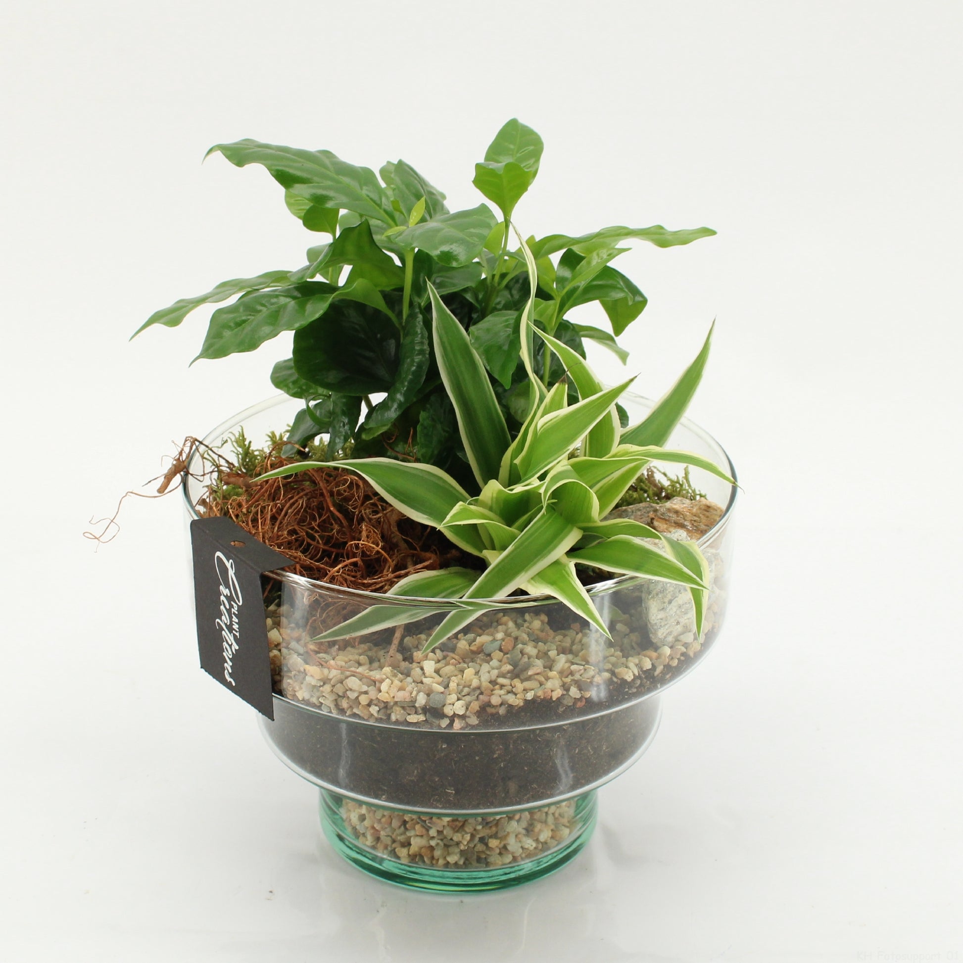 arr. Kamerplanten GRCR-2607 25cm 17cm Pot
