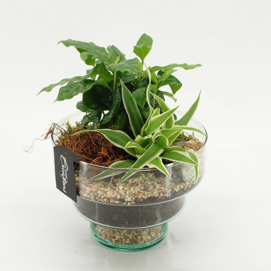 arr. Kamerplanten GRCR-2607 25cm 17cm Pot