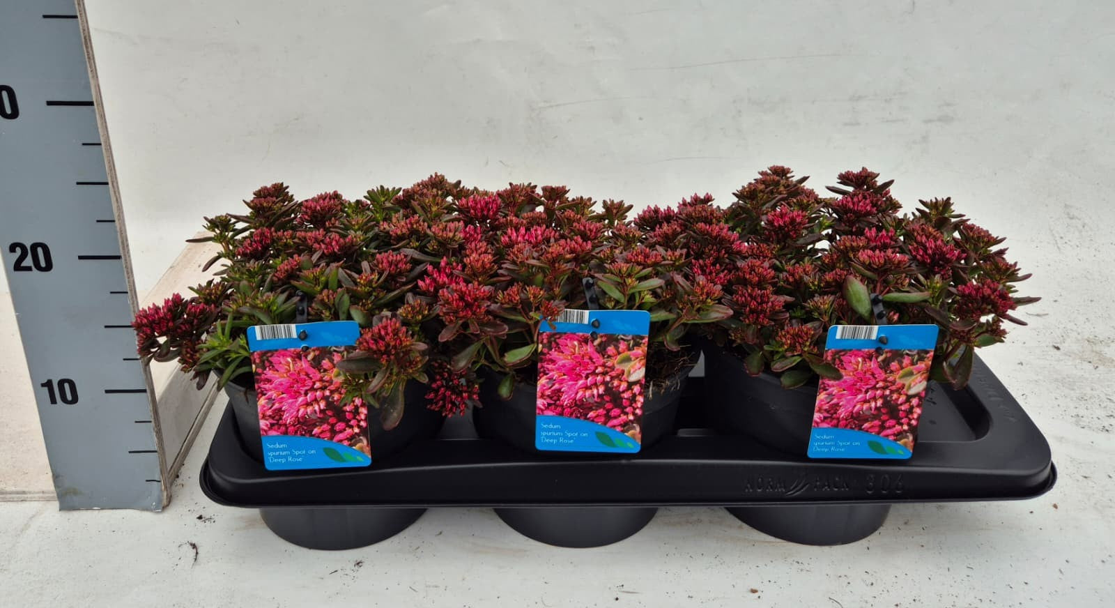 Sedum spurium 10cm 17cm Pot
