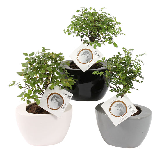 Bonsai mix 25cm 14cm Pot