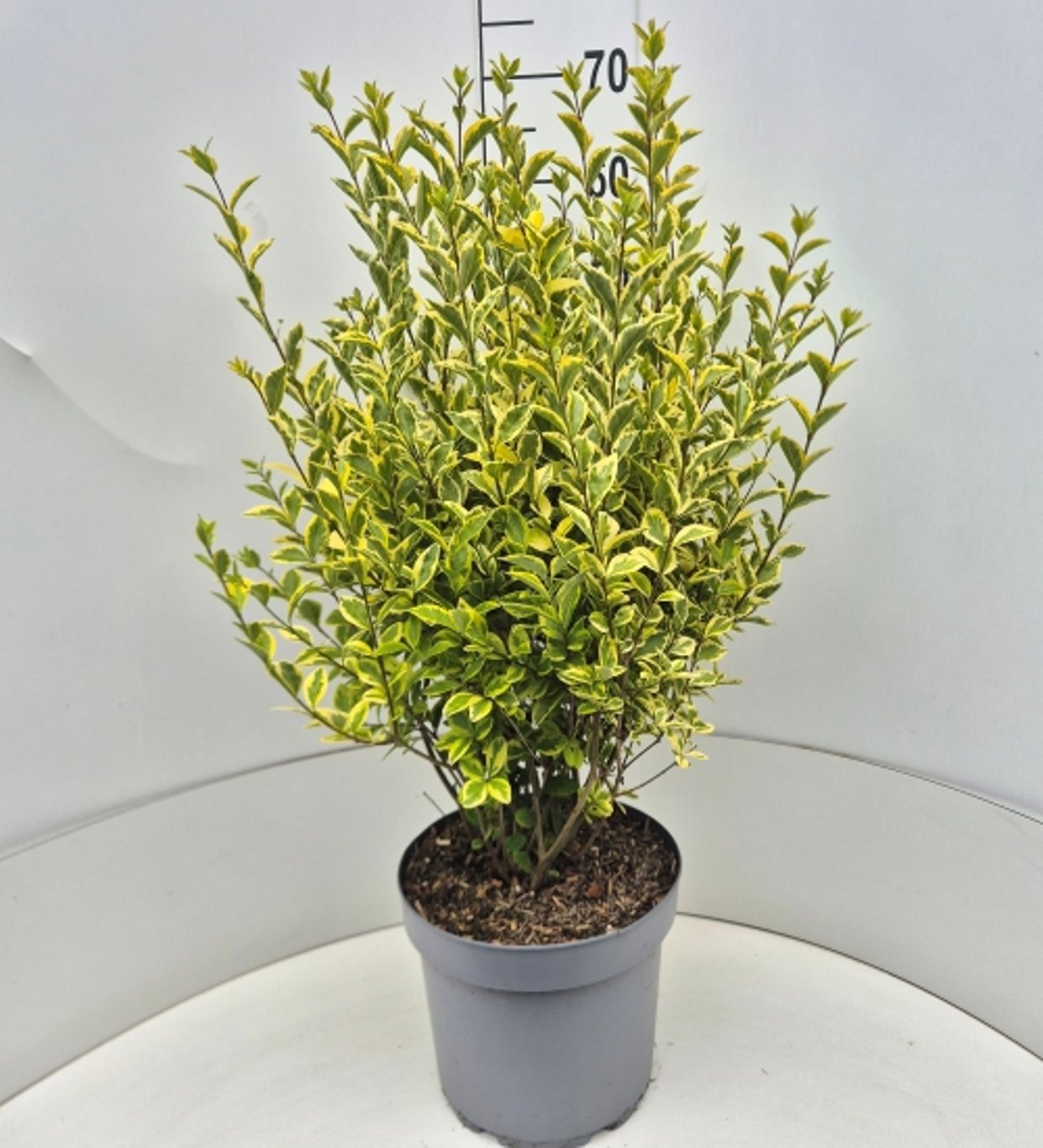 Ligustrum ovalifolium Aureum 75cm 28cm Pot