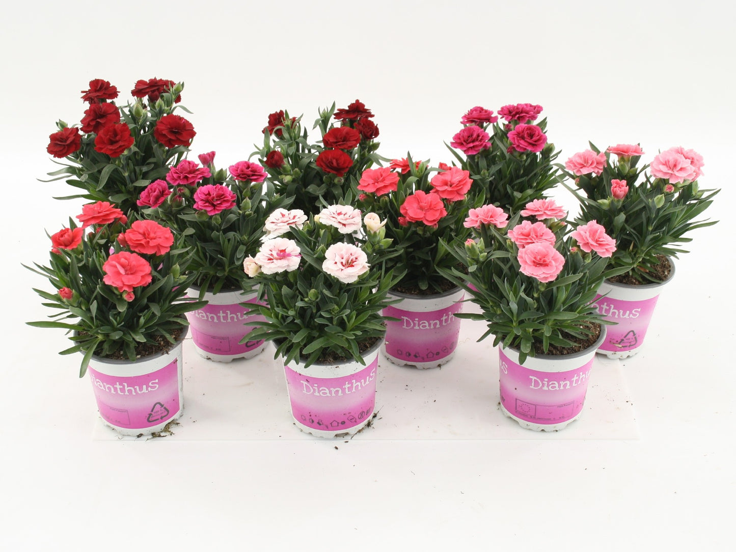 Dianthus mix 20cm 510cm Pot