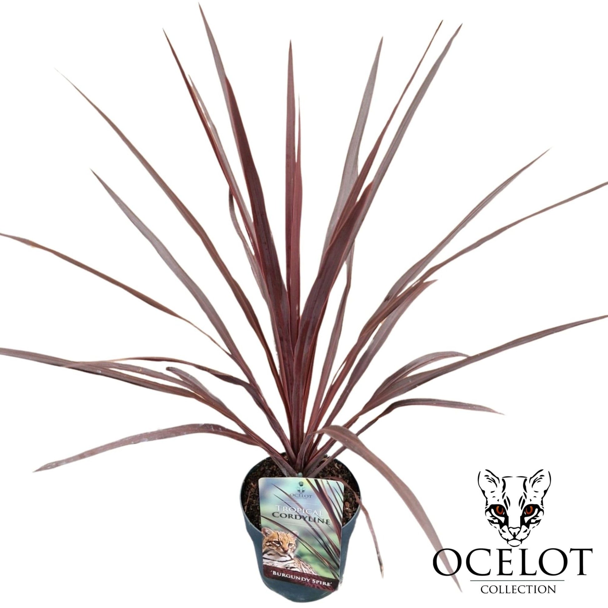 Cordyline australis Burgundy Spire 100cm 17cm Pot