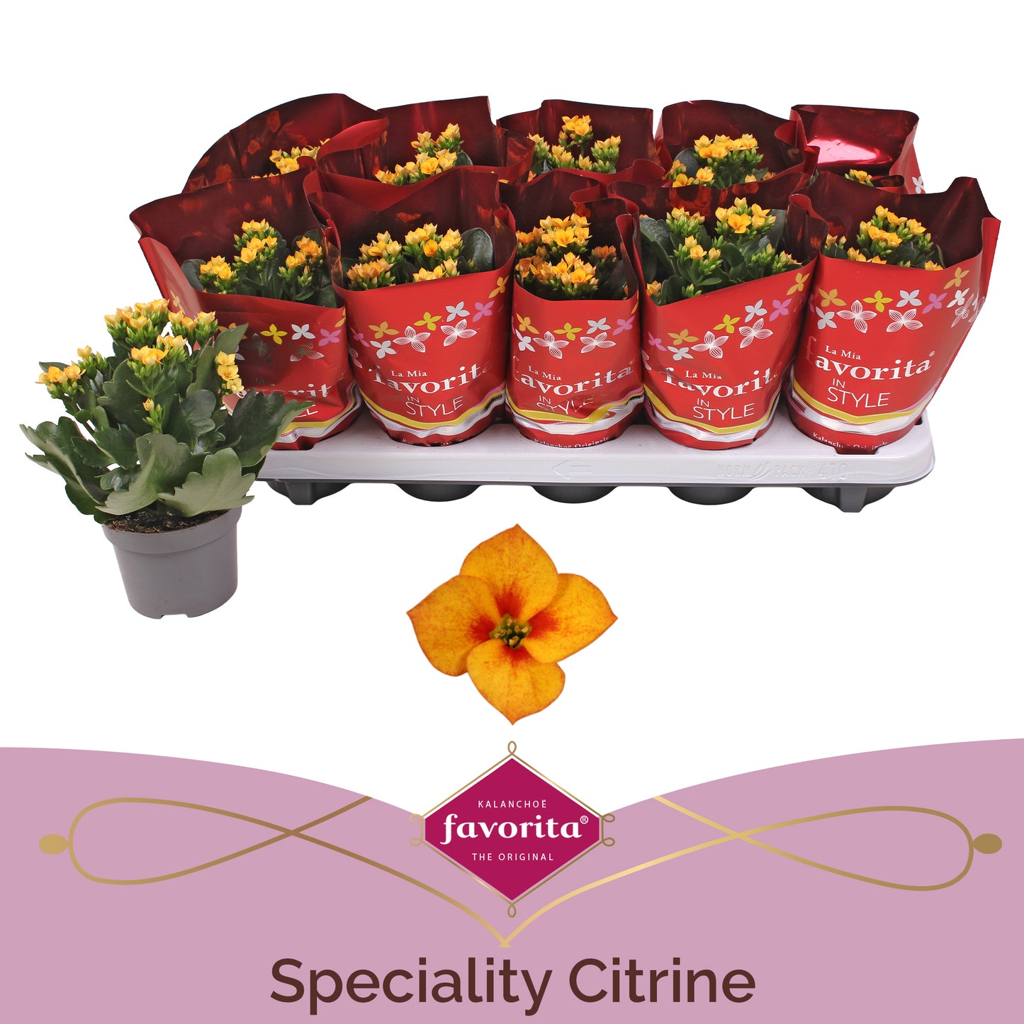 Kalanchoe Citrine 22cm 510cm Pot