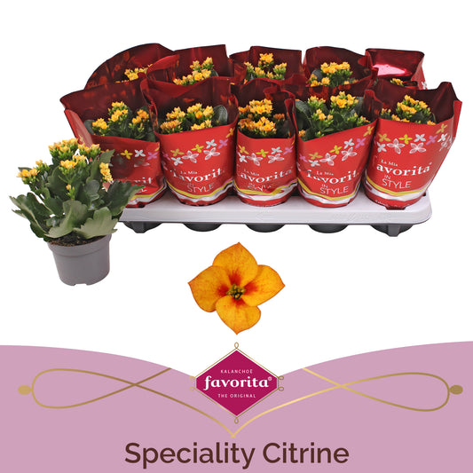 Kalanchoe Citrine 22cm 510cm Pot