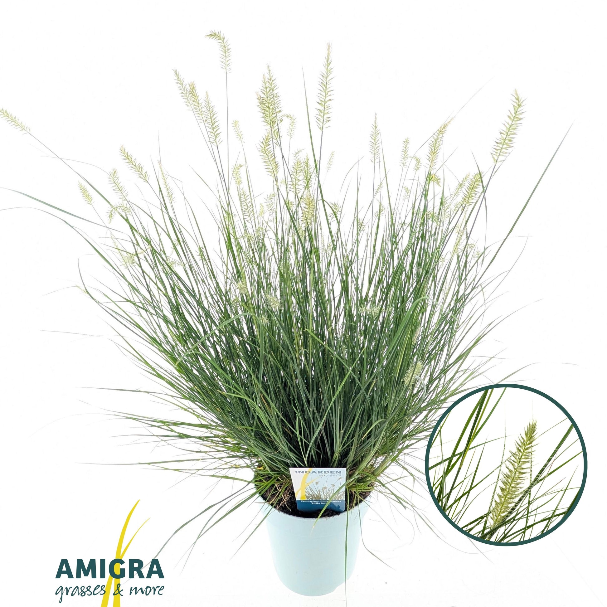 Pennisetum alo. Little Bunny 55cm 17cm Pot