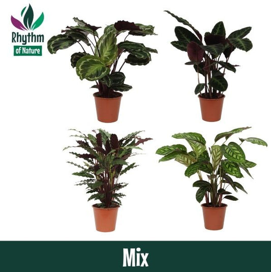 Calathea mix 75cm 19cm Pot