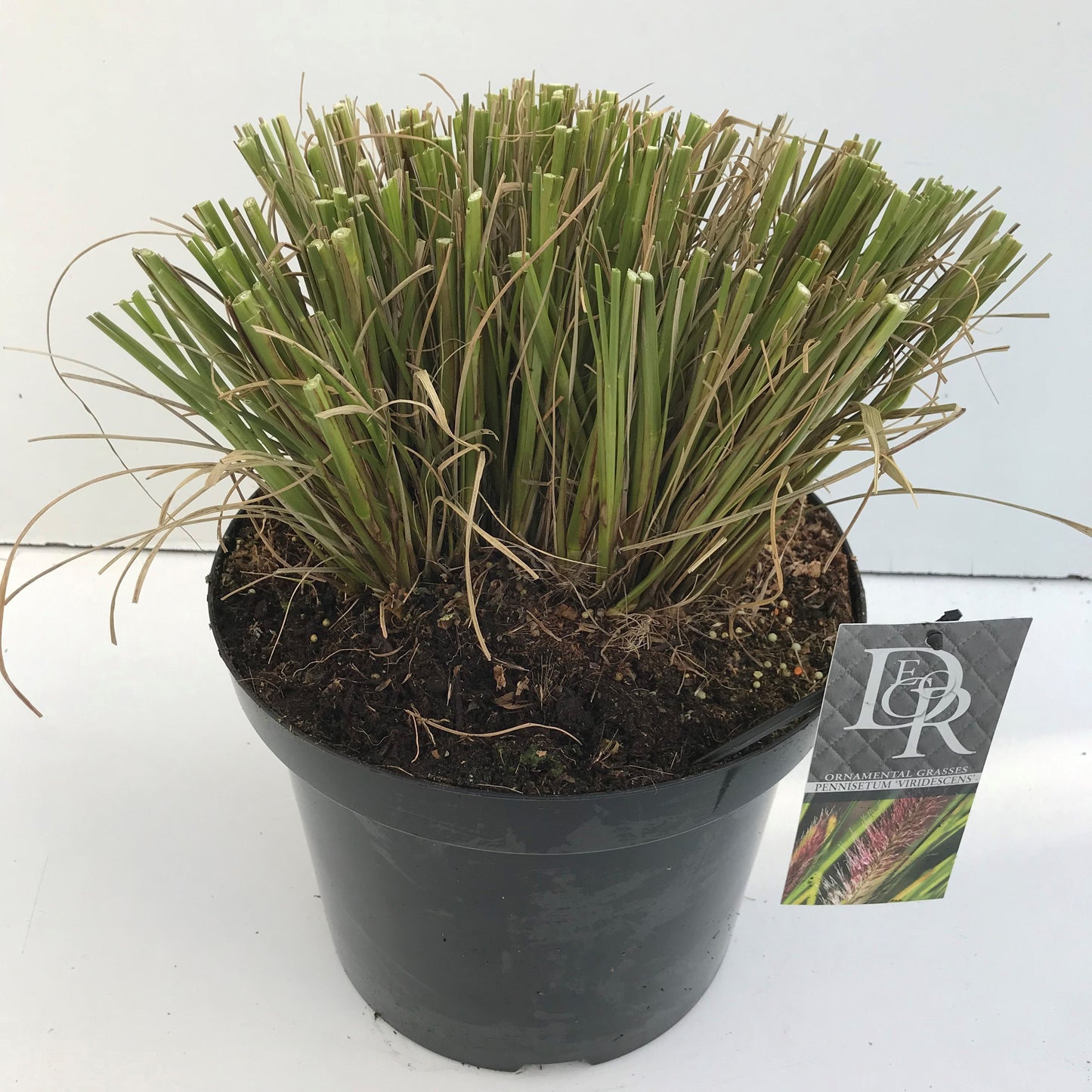 Pennisetum Viridescens 90cm 29cm Pot