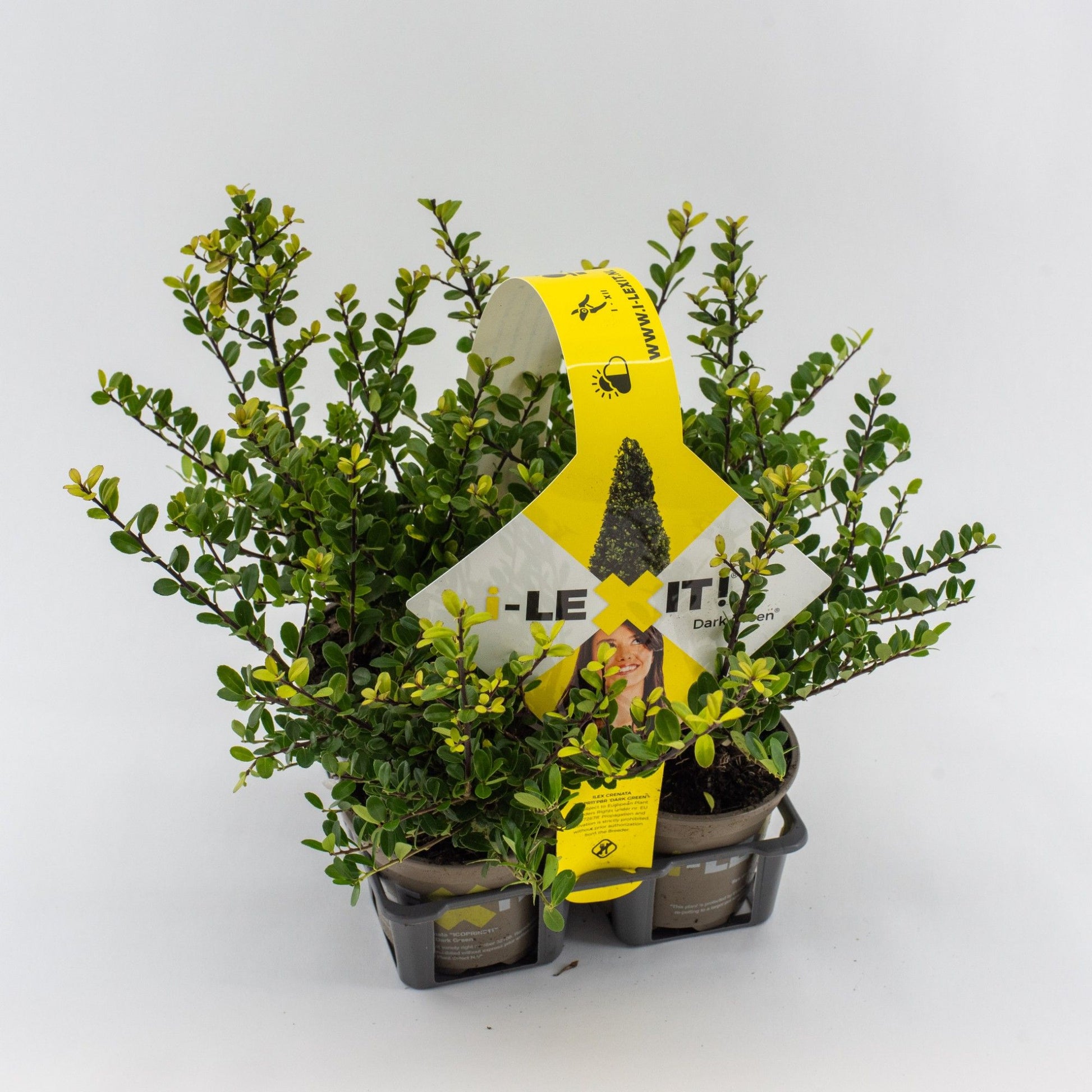 Ilex crenata Dark Green 4-pack 15cm 9cm Pot