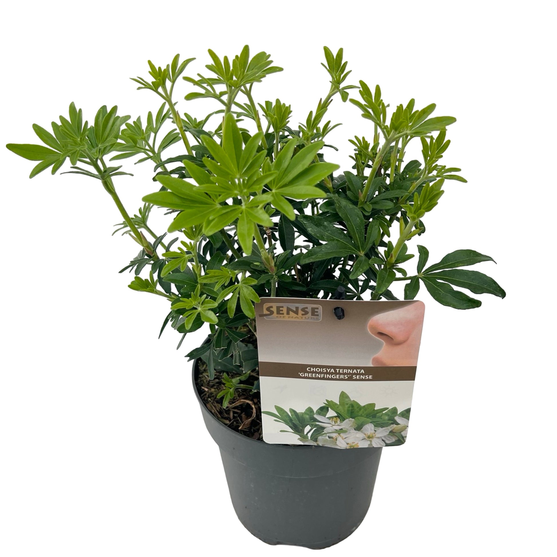 Choisya ternata Aztec Pearl 40cm 17cm Pot