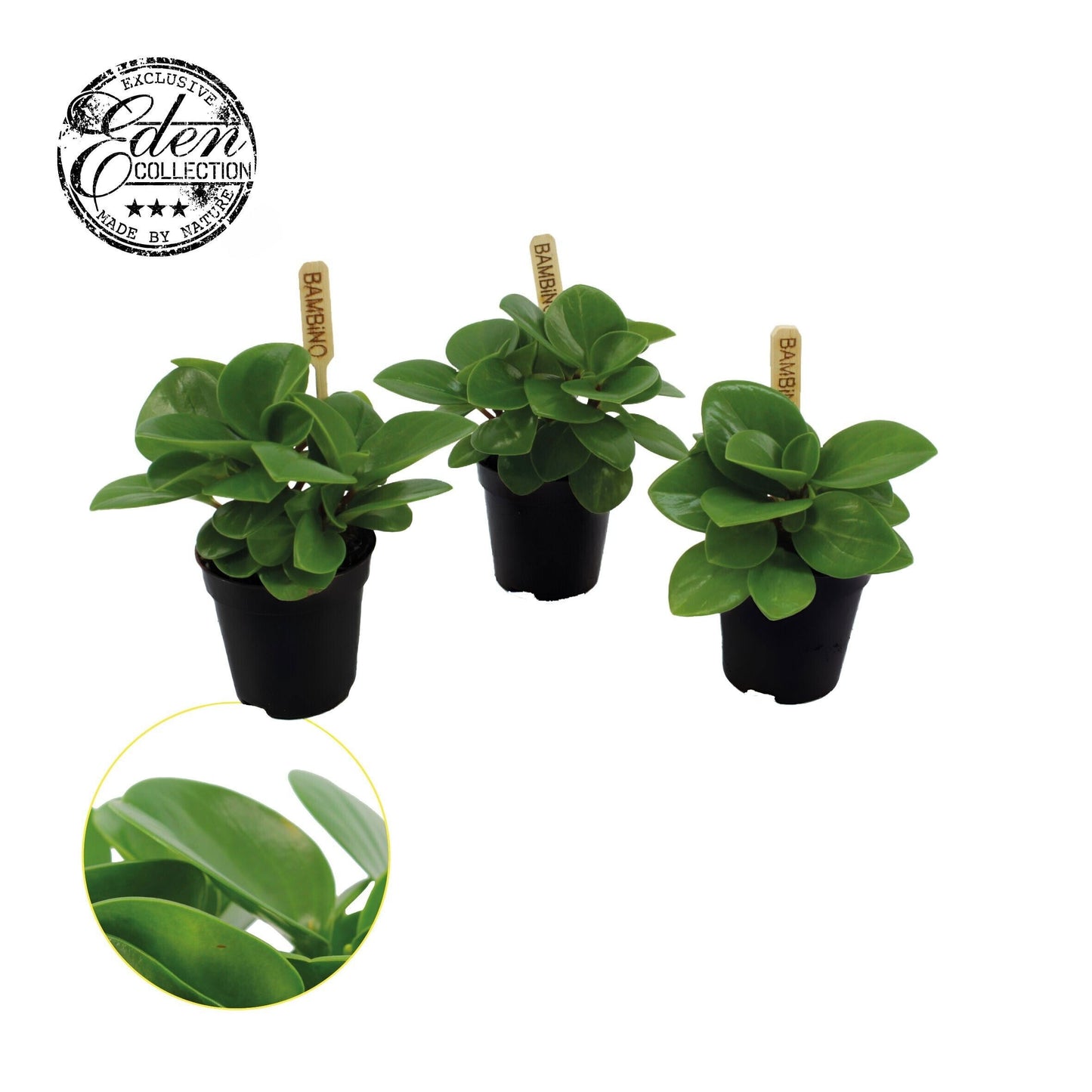 Peperomia obt. Green Gold 10cm 505cm Pot