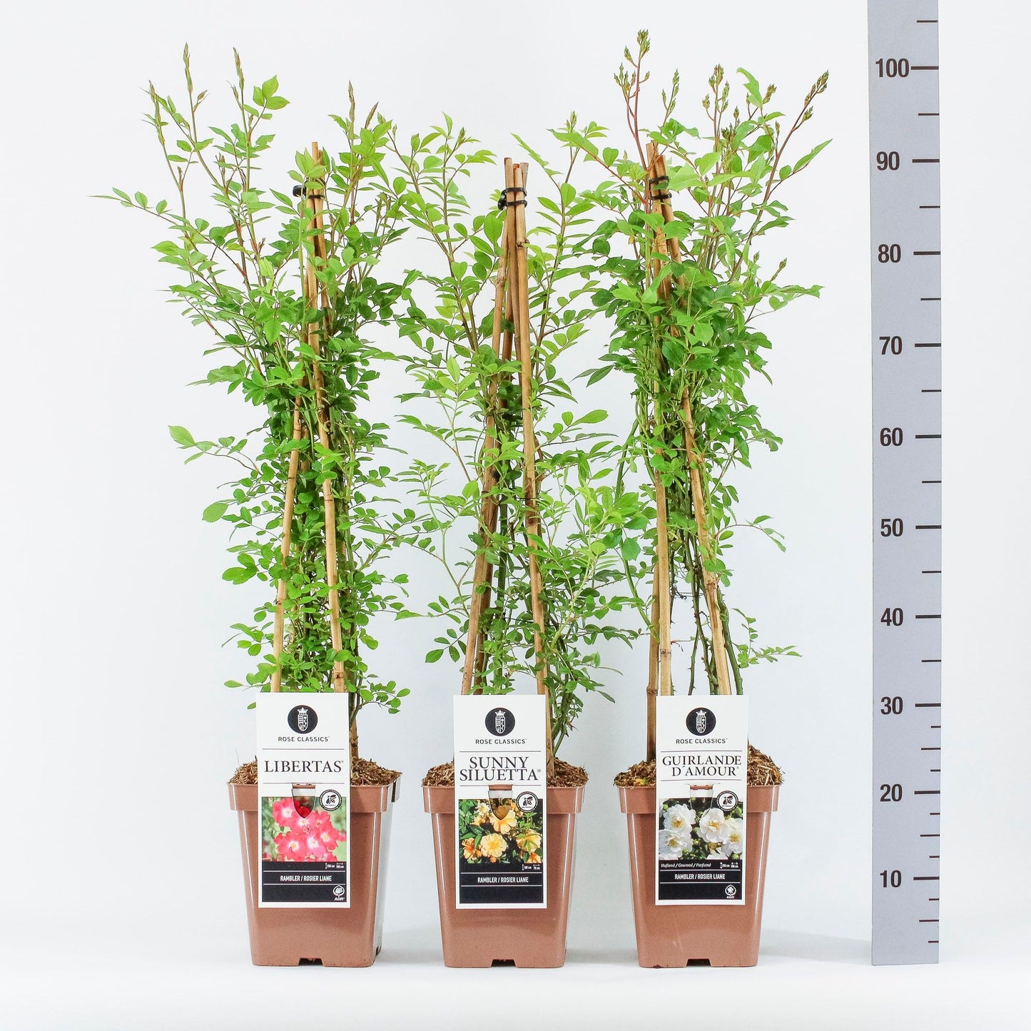 Rose Rambler mix 70cm 23cm Pot