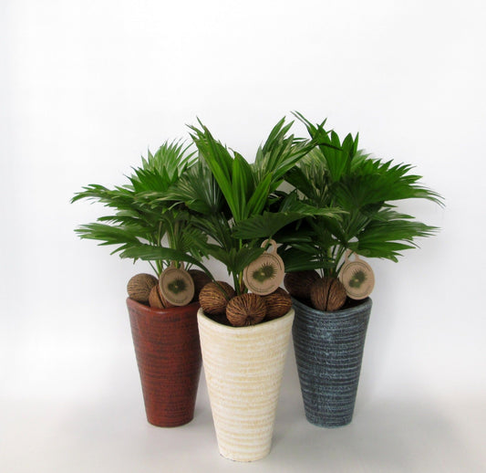 Livistona in stone pot 45cm 16cm Pot