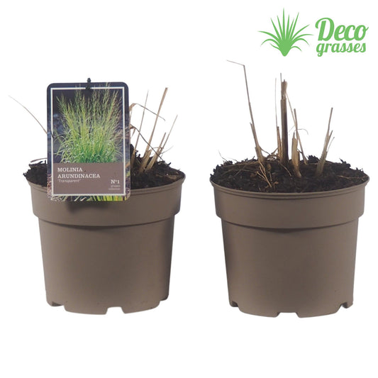 Molinia Transparent 30cm 19cm Pot