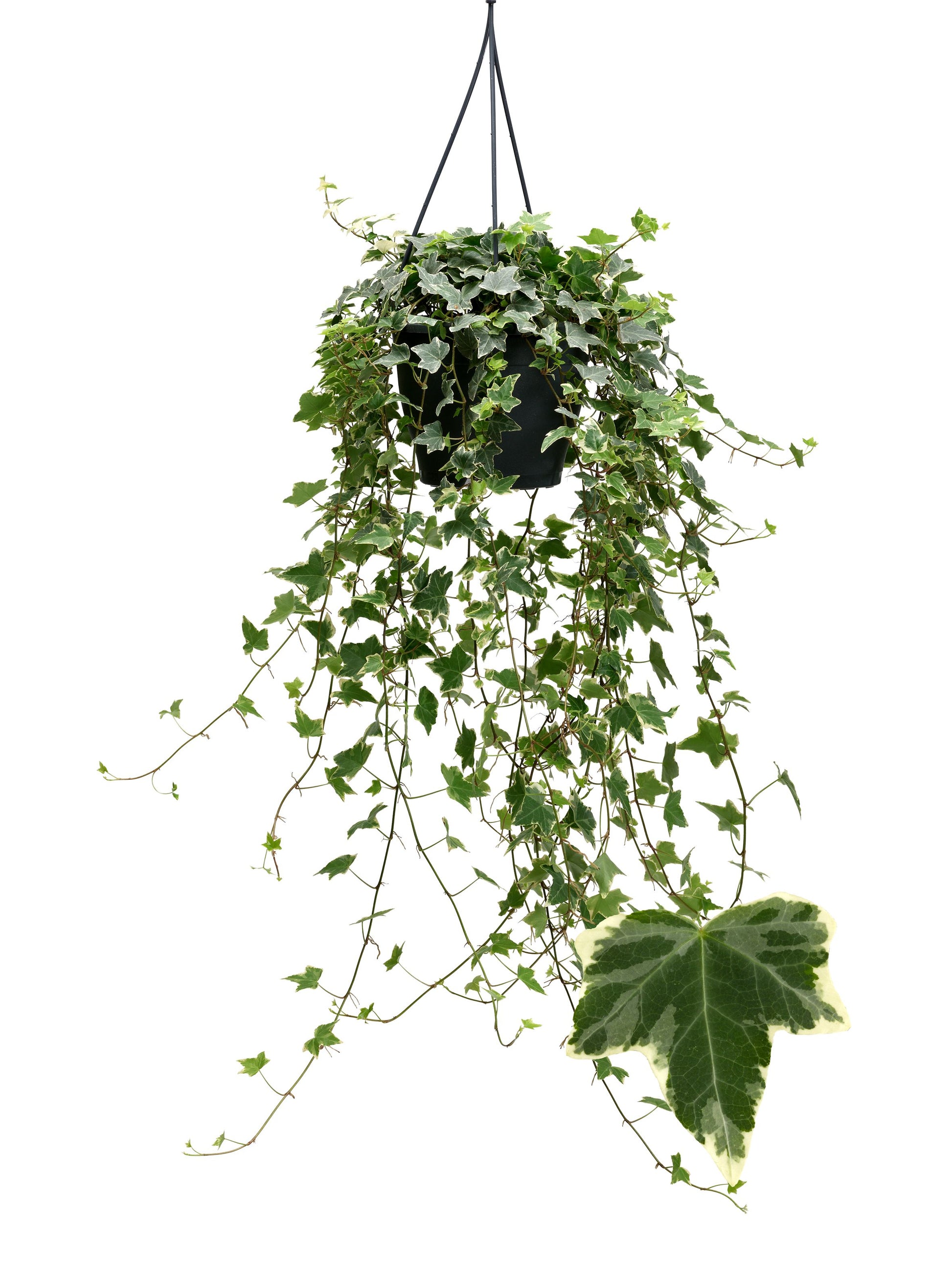 Hedera helix Eva 19cm Pot