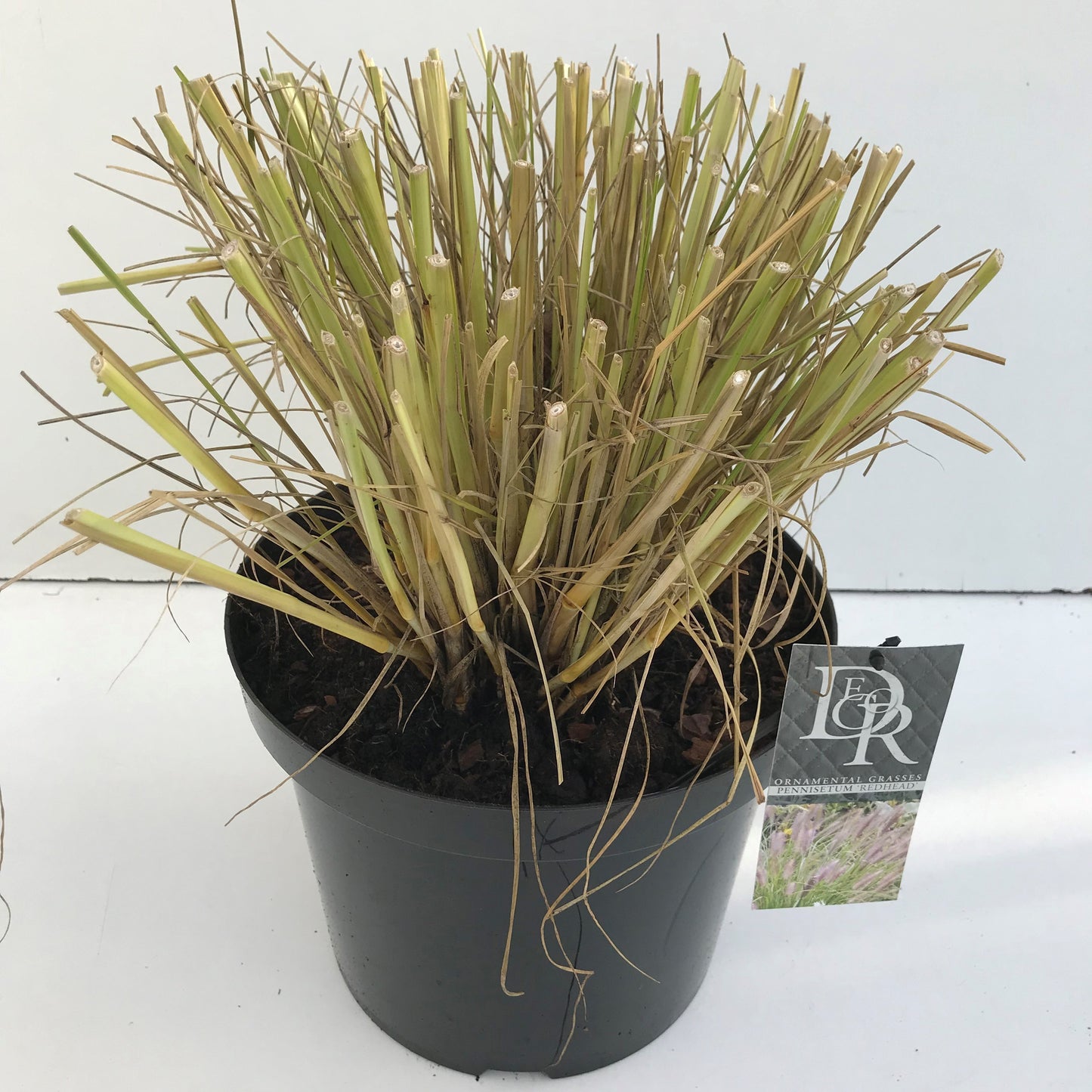 Pennisetum Red Head 90cm 29cm Pot