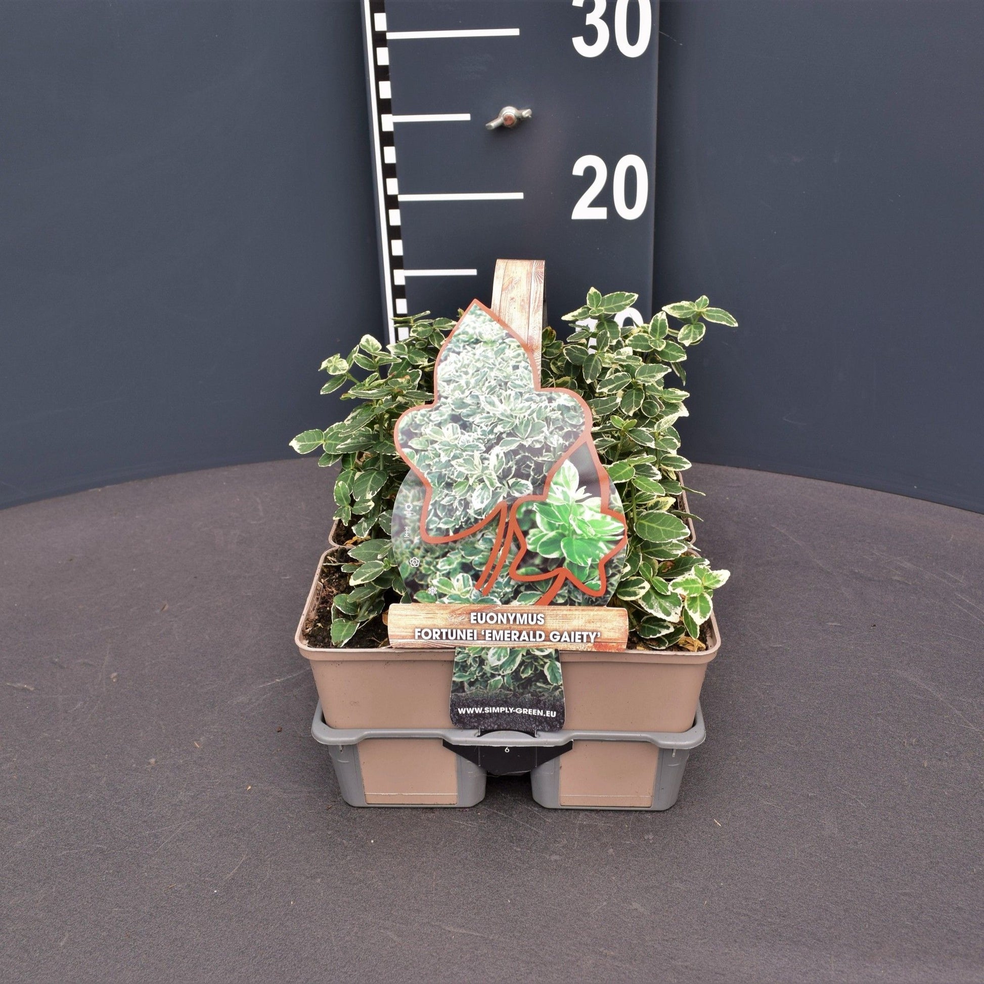 Euonymus Emer. Gaiety 6-pack 5cm 9cm Pot