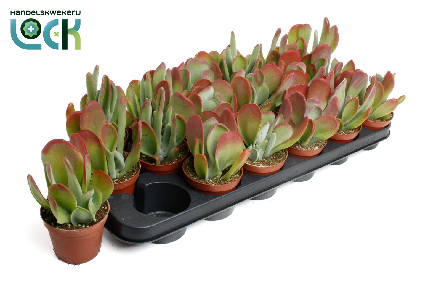 Kalanchoe oricula 15cm Special Pot (508)