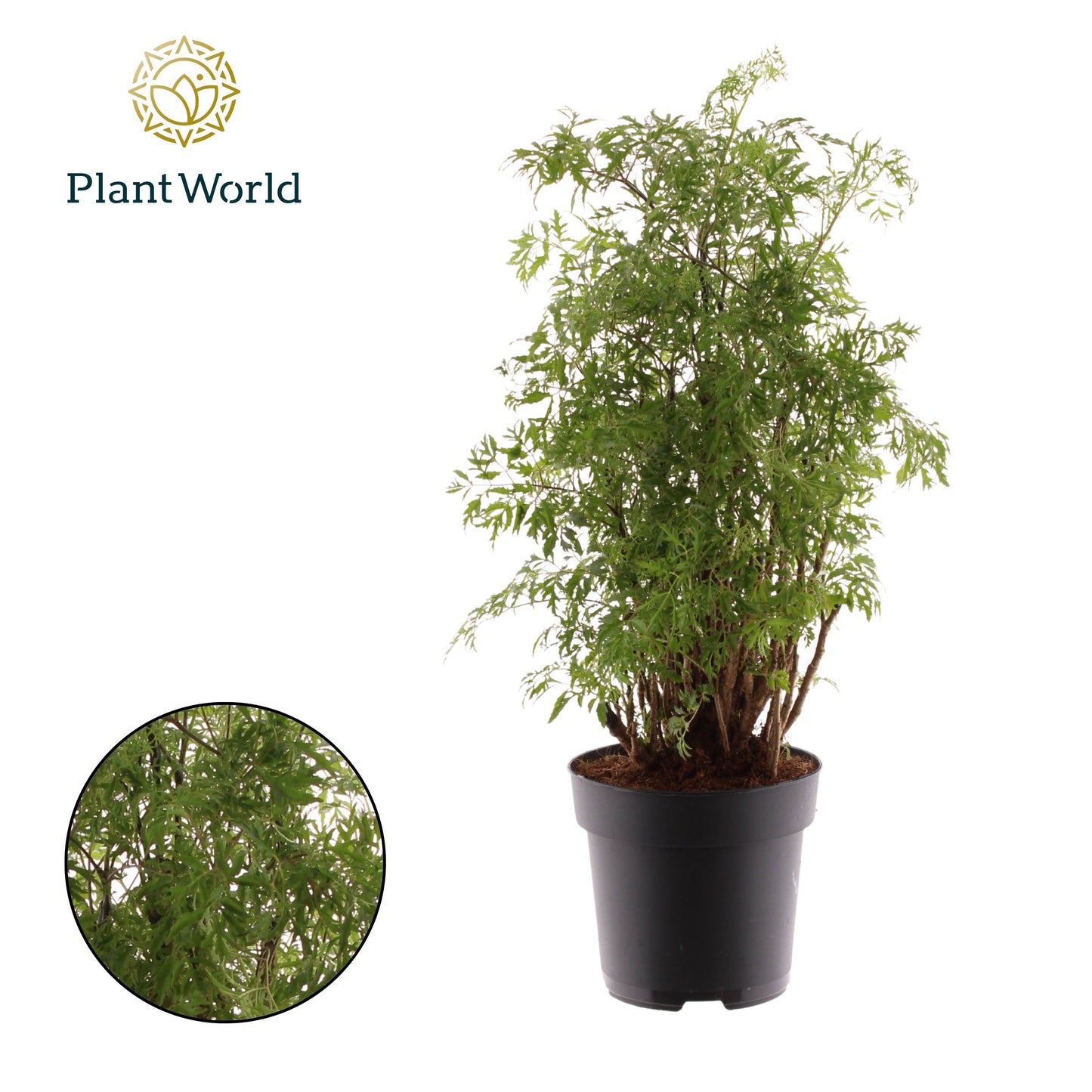 Polyscias fruticosa 55cm 17cm Pot