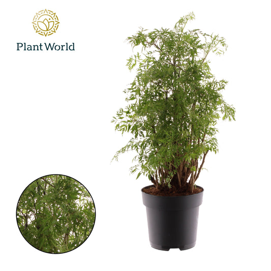 Polyscias fruticosa 55cm 17cm Pot