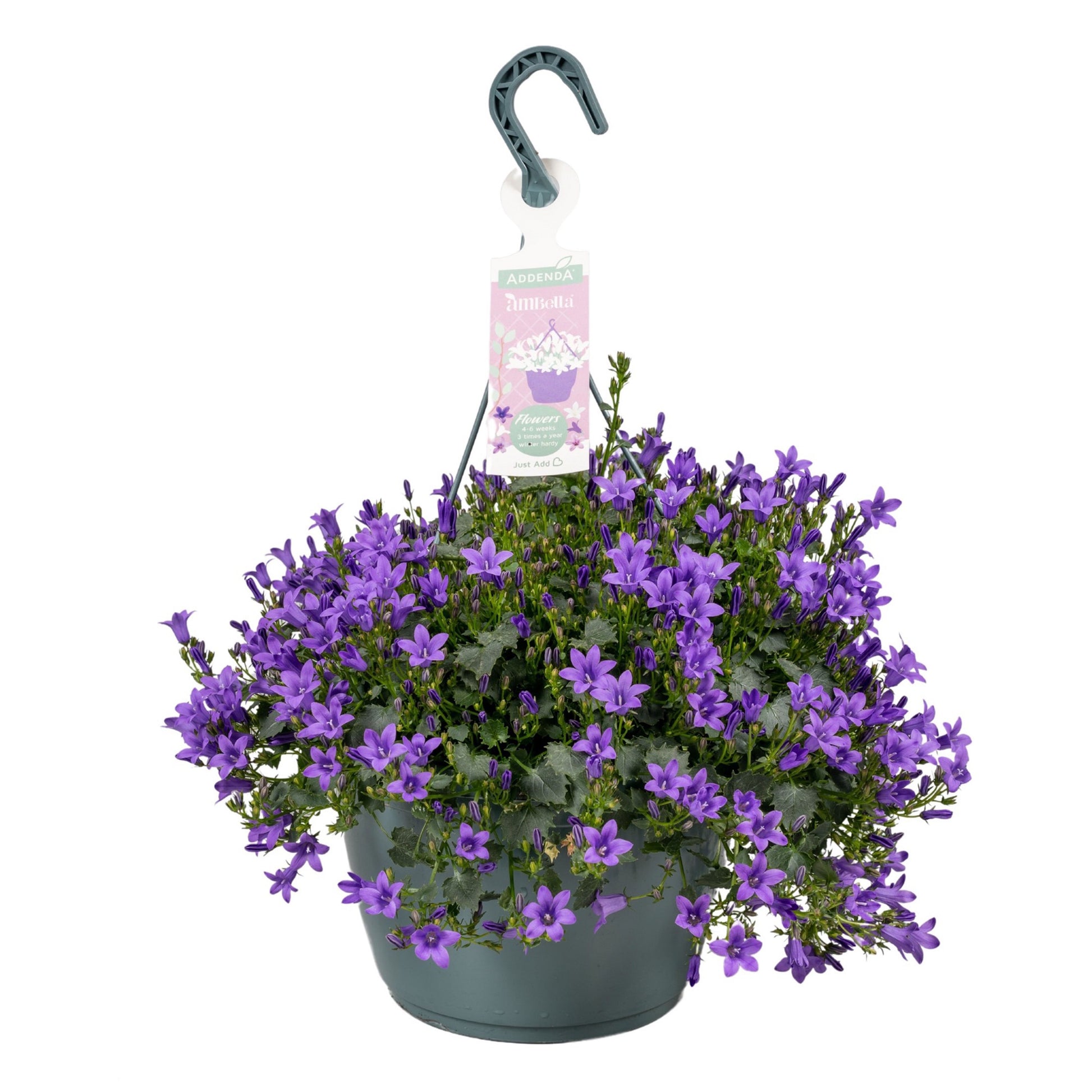 Campanula Ambella purple 50cm 25cm Pot