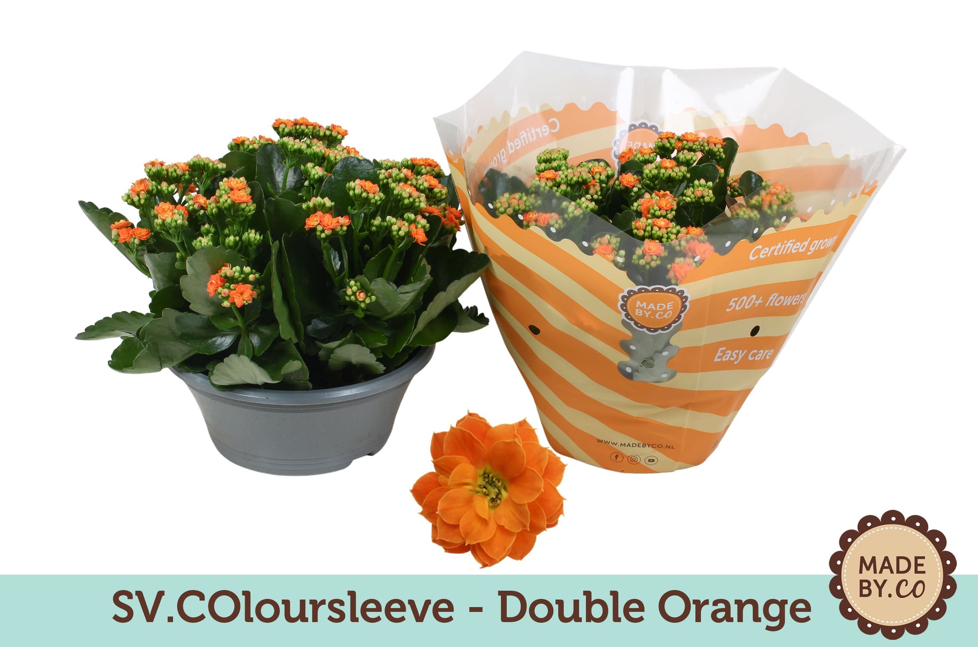 Kalanchoe double Demeter Orange 27cm 23cm Pot