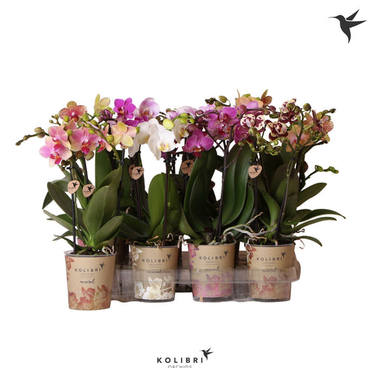 Phalaenopsis mix 40cm 9cm Pot