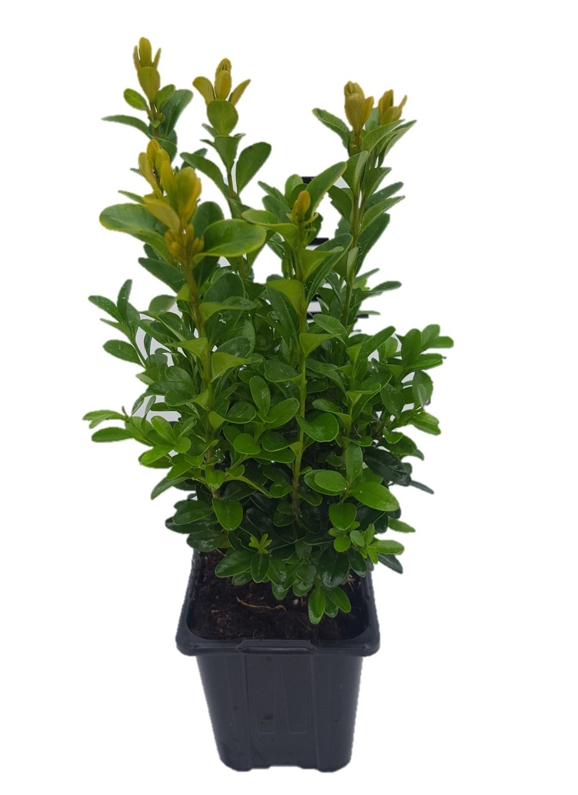 Buxus sempervirens bush 25cm 8cm Pot