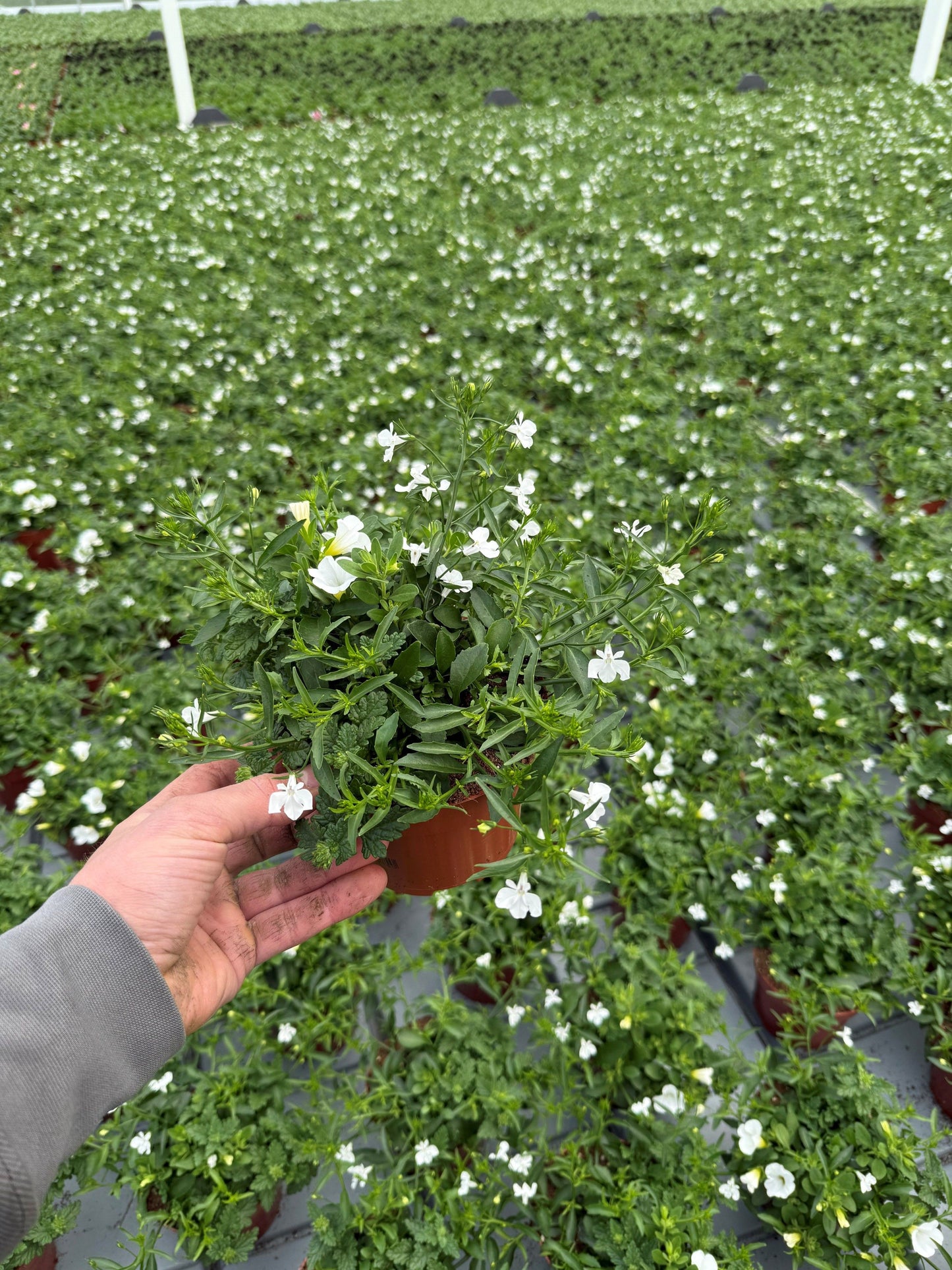 Bedding plants mixpot 20cm 13cm Pot