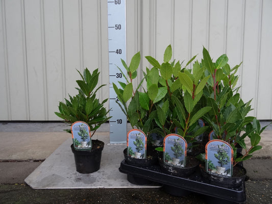 Laurus kitchen laurel 25cm 510cm Pot
