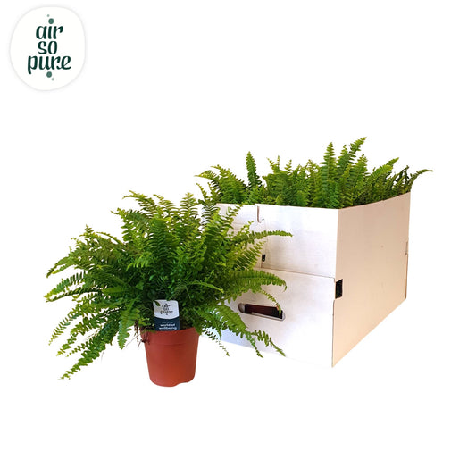 Nephrolepis Green Lady 35cm 12cm Pot