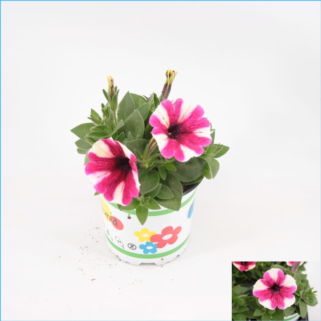 Petunia purple touch 20cm 510cm Pot