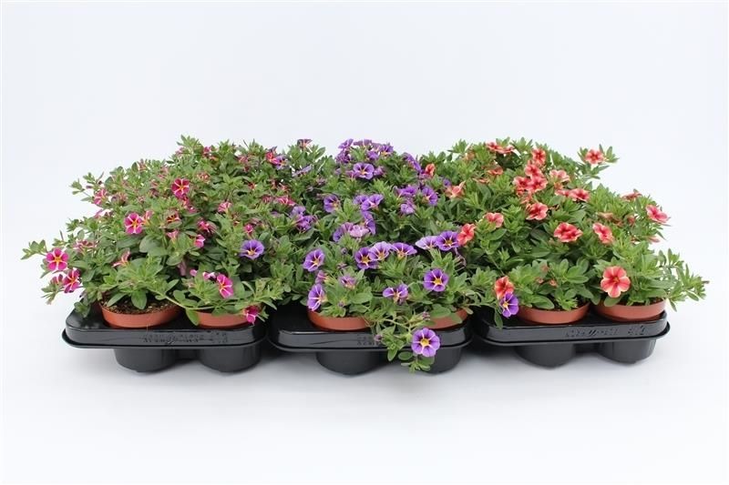 Calibrachoa Rave mix 20cm 510cm Pot
