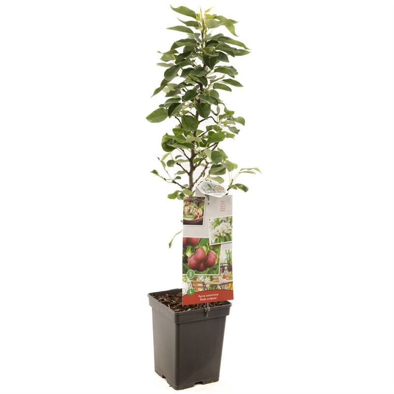 Pyrus Rode Column peer 100cm 18cm Pot