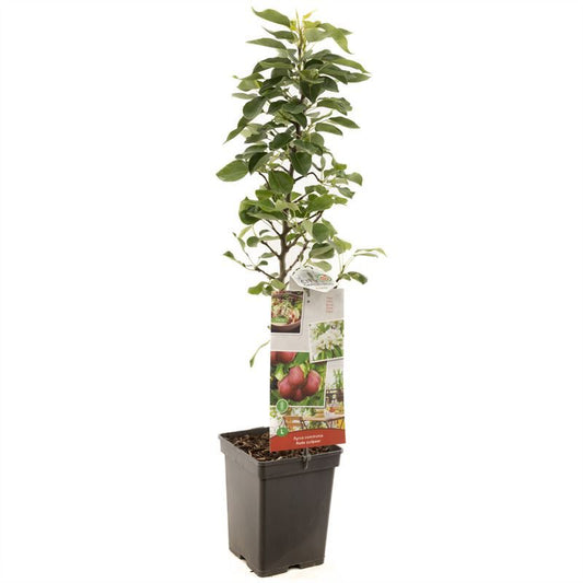 Pyrus Rode Column peer 100cm 18cm Pot