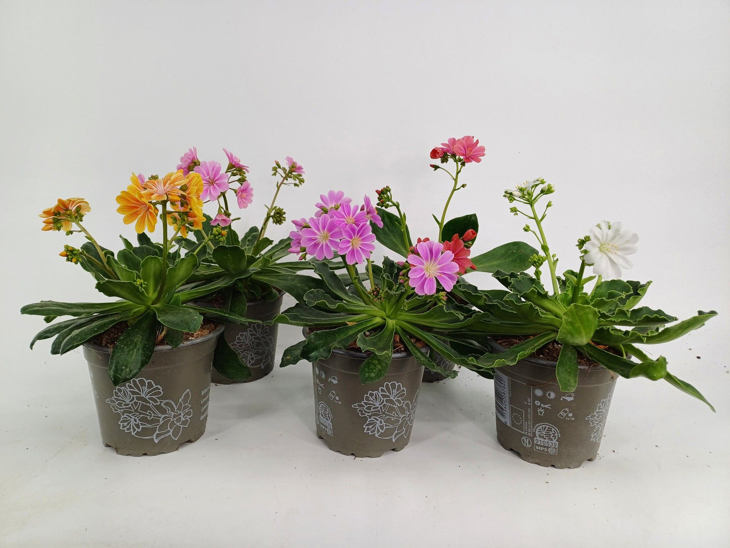 Lewisia Elise mix 20cm 12cm Pot