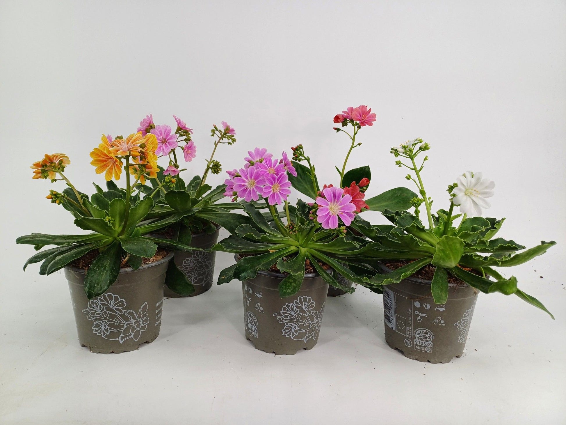Lewisia Elise mix 20cm 12cm Pot