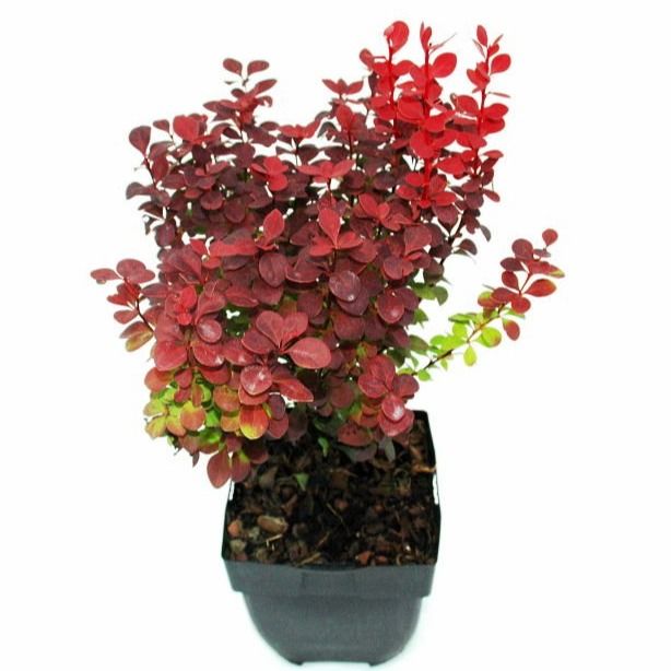 Berberis thunbergii Orange Rocket 50cm 17cm Pot