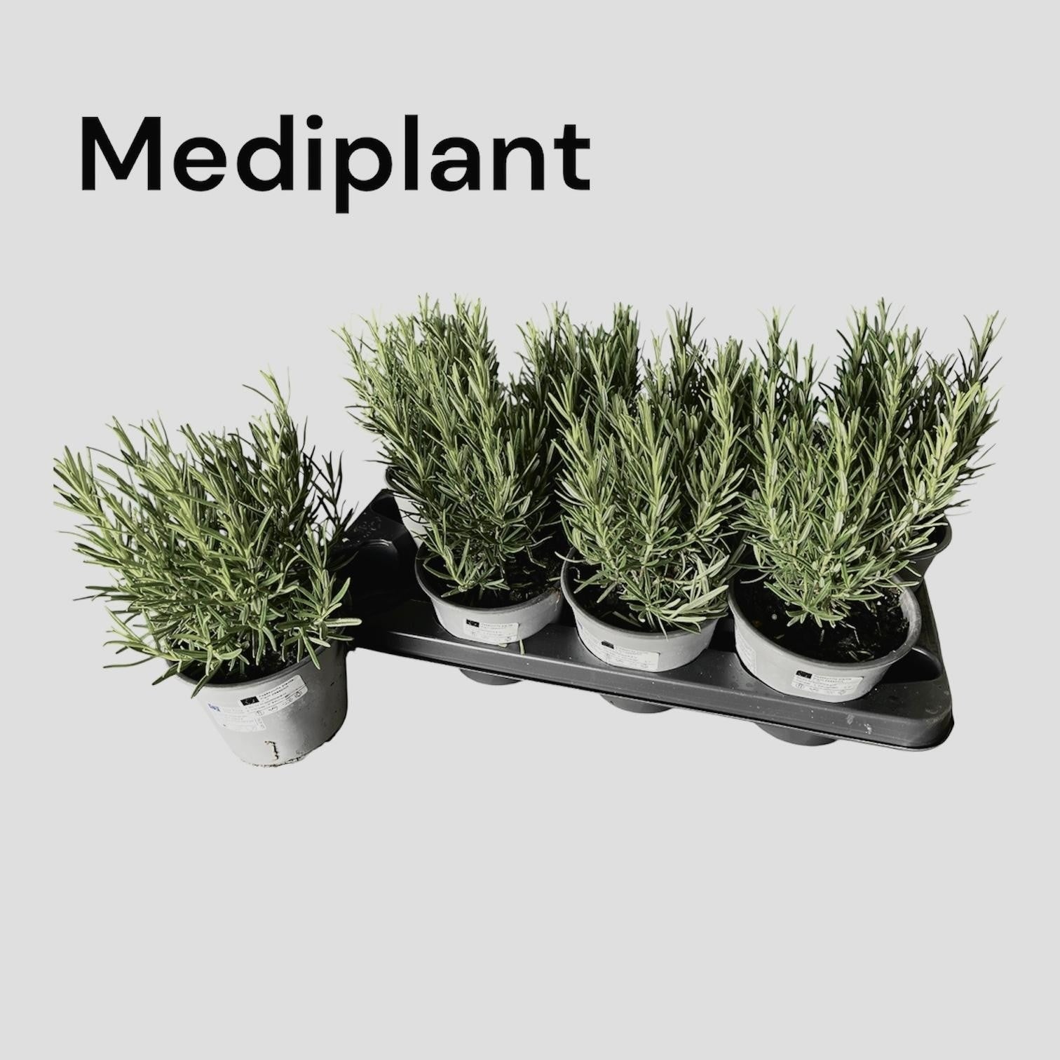 Rosmarinus officinalis (Rosemary) 15cm 14cm Pot