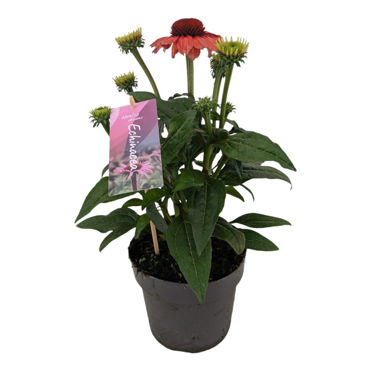 Echinacea Mooodz Sympathy 45cm 17cm Pot