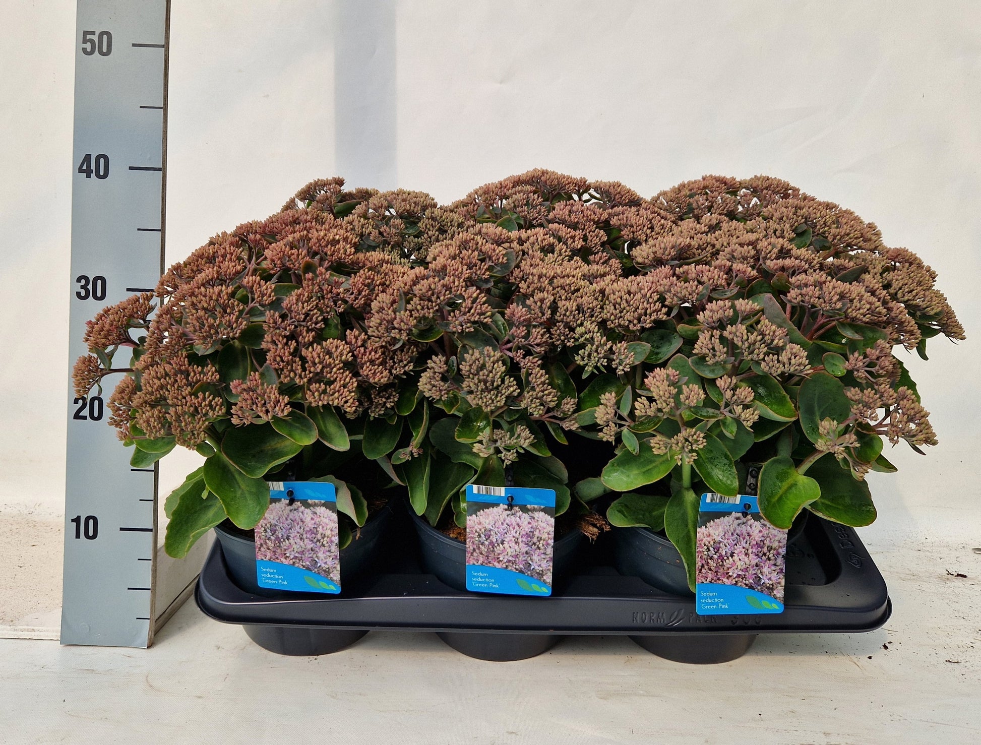 Sedum Pink Seduction 35cm 17cm Pot