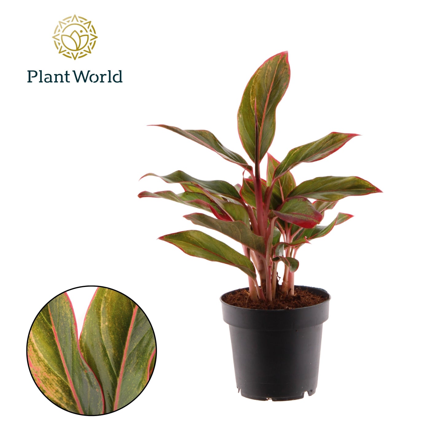 Aglaonema Crete 30cm 12cm Pot