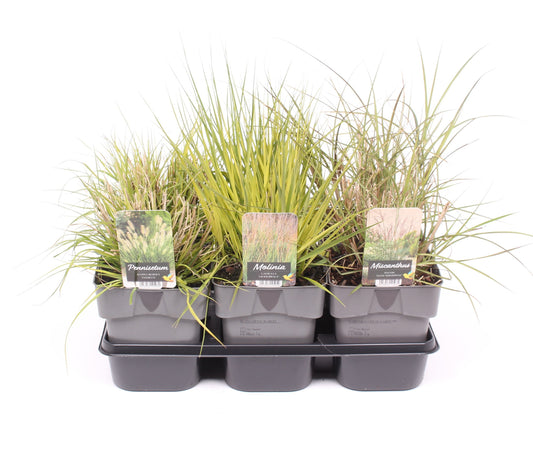 Grasses mix 35cm 17cm Pot