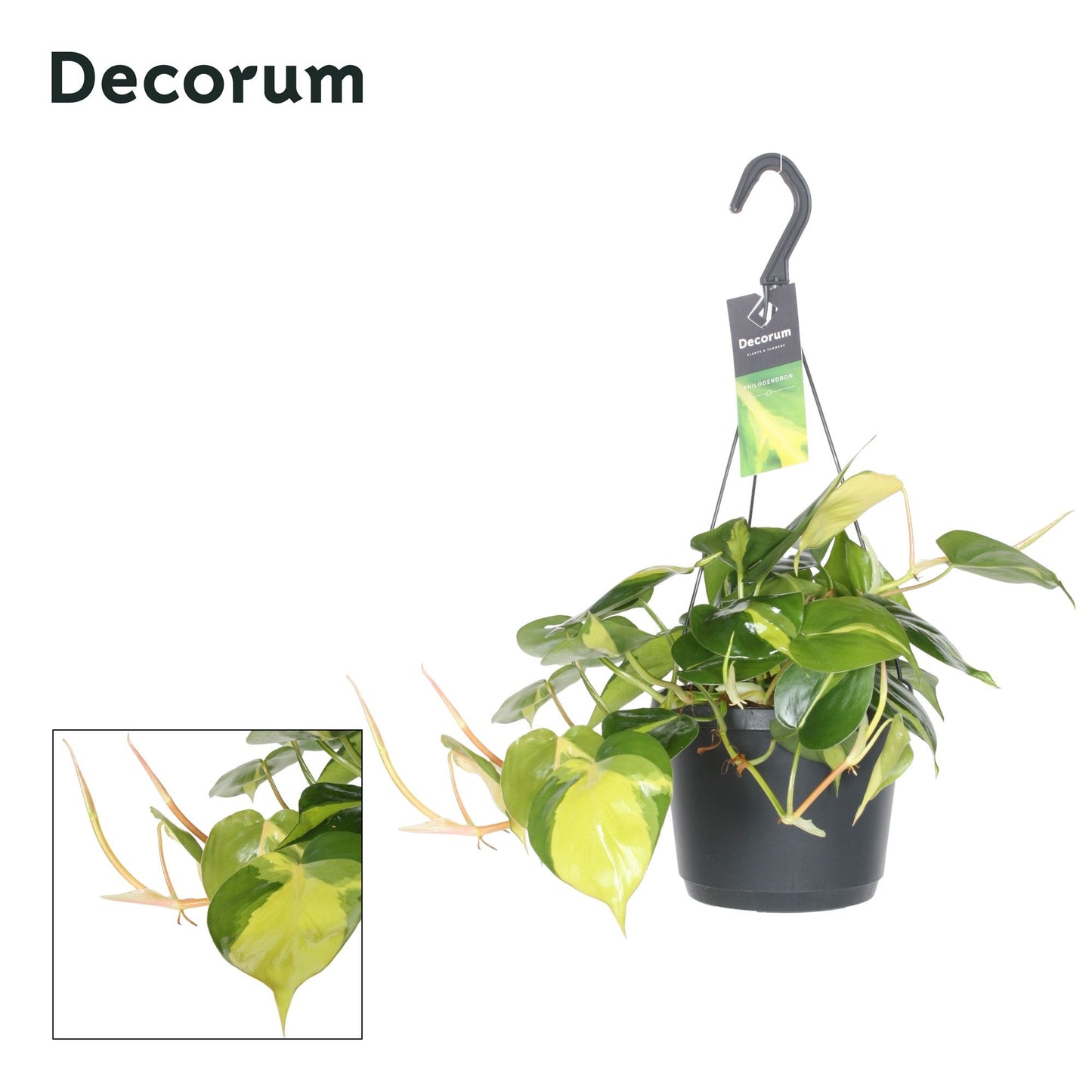 Philodendron Brasil 35cm 17cm Pot